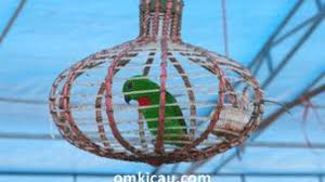 We did not find results for: Tips Perawatan Burung Serindit Agar Siap Lomba Om Kicau