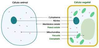 Contoh gambar hewan berpori avertebrat1 docx callyspongia cladochalina plicifera wikipedia bahasa. Ciri Ciri Bahagian Dan Fungsi Sel Haiwan Jenis Biologi Thpanorama Buat Diri Anda Lebih Baik Hari Ini