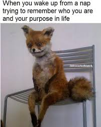 Best 30 Nap Fun On 9gag