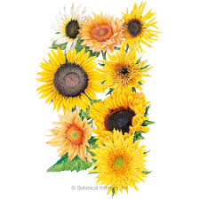 The anemone is dainty and doesn't grow well during summer droughts, overly wet winters or high winds. Florist S Sunny Bouquet Sunflower Seeds Sunflowers Botanical Interests
