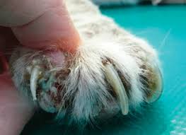 Pemphigus foliaceus is an autoimmune disease that causes itchy blisters to form on your skin. Pemphigus Foliaceus In Cats Vet360