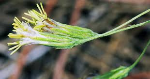 Image result for Lopholaena brickellioides