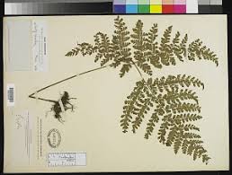 Image result for Triplophyllum