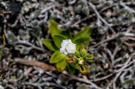 Image result for Tridactyle bicaudata