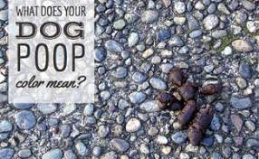 what does dog poop color mean caninejournal com