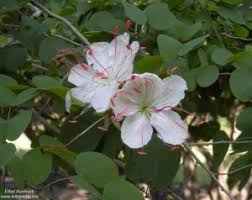 Image result for Cassinopsis ilicifolia