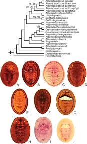 Image result for Embelia welwitschii