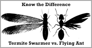 Balance of nature provides professional pest control for all of egg harbor township, nj. Local Termite Control Egg Harbor Nj Best Eastern Exterminating