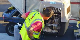 Pet and container can weigh no more than for pets traveling in cargo, pets must be able to stand up, turn around and lie down in a natural position, without touching any side or top of the carrier. Is Flying A Dog Safe Airpets America Airpets America