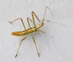 Knowing how to identify common indoor plant pests is key to getting rid of the bugs quickly. Common Insects Blog Texas Insect Identification Tools