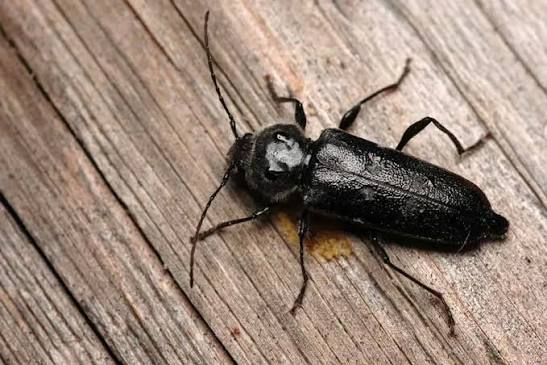 Woodworm, understanding it to fight it | HDG Group