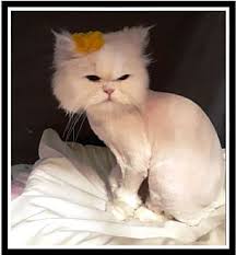 Looking for a persian kitten or cat in new jersey? Adopt A Pet Petsmart Charities