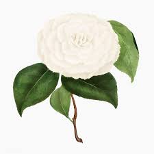 Download Premium Vector Of White Camellia Rose Flower Vector 2090030 In 2020 Rose Flower White Camellia Flower Illustration