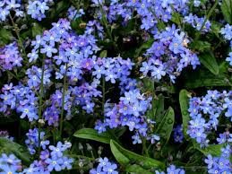 They are one of the few plants with bright blue petals, but you can also see light pink, cream, white, yellow, and purple petals. Forget Me Not Flowers Types How To Grow And Care For Beginners Florgeous
