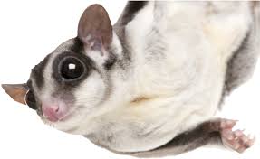 Sugar Glider Png Free Sugar Glider Png Transparent Images 87014 Pngio