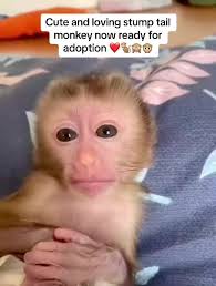 Monkeys for Adoption Topeka Ks
