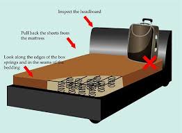 They can also hide in couches, chairs and anywhere else a bed bug might find an opportunity to feed. How To Deal With Bed Bugs On The Camino Compass Quill
