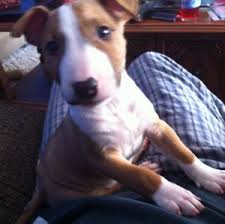 Image result for bulteriér