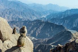 Saudi arabia fifa grand canyon landscapes frames mountains country nature paisajes. Baboons On Mountain Cliff Abha Saudi Arabia Middle East Stock Photo Dissolve