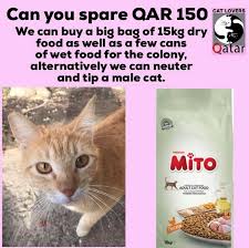 Can You Spare Qar 150 With This Money Cat Lovers Qatar Facebook