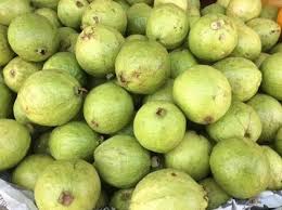 Gujarat Outside Green Safed Jamfal Guava, Packaging Type: Carton, Packaging  Size: 10 Kg at Rs 30/kg in Bhavnagar