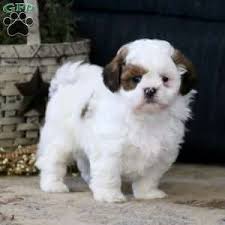 It's recommended to get your shih tzu used to having their mouth, ears, and paws handled as a puppy and rewarding them for grooming sessions. Shih Tzu Puppies For Sale Shih Tzu Dog Breed Info Greenfield Puppies