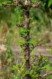 Image result for Ormocarpum