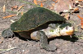 Image result for Tristachya lualabaensis