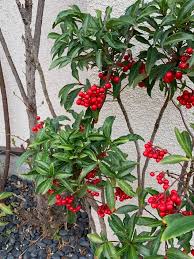 Image result for Ardisia