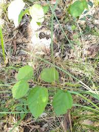 Image result for Grewia forbesii
