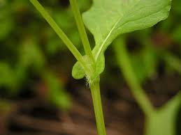 Image result for Persicaria nepalensis