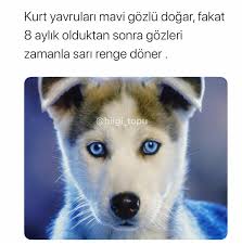 Senaa Adli Kullanicinin Bilgiler Panosundaki Pin 2020 Bilgi Mavi