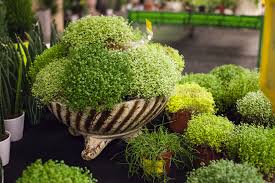 Note that the baby's breath one associates with bridal bouquets is grown (mainly in mexico) in very controlled settings, and harvested with precision just as the flower buds begin to open. Baby S Tears Plant Care Growing Guide
