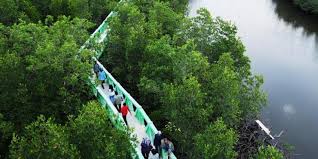 Jika dijelajahi sungai raya, kalimantan barat, wisatawan. Jaga Kelestarian Hutan Mangrove Bale Juroeng Neraca Co Id