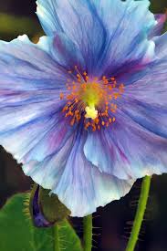 Blue Poppy By Sharon M Connolly Poppy Flower Beautiful Flowers Flower Pictures