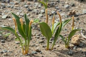 Image result for Ophioglossum polyphyllum