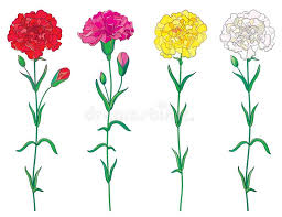 Find the perfect pink carnations stock photo. Yellow Carnation Stock Illustrations 592 Yellow Carnation Stock Illustrations Vectors Clipart Dreamstime