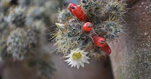 This disease is recognizable as spots of different sizes grow on the plant. Black Spots On Cactus Identify And Prevent Today S Gardener