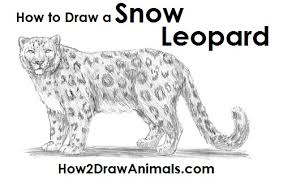 Check spelling or type a new query. How To Draw A Snow Leopard