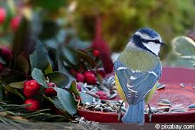 Hier findest du nistkästen für #meisen, #spatzen und co. Darf Man Vogel Mit Brot Futtern Womit Man Vogel Im Winter Futtern Sollte Gartendialog De