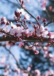 The cherry blossom branches and flowers are various sizes. Where To See Cherry Blossoms In Vancouver Best Places Feb To May