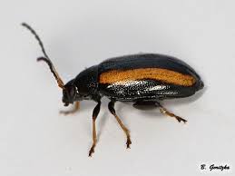 Image result for Platostoma strictum