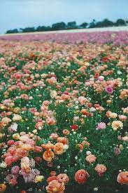 Shot Of Happiness For You Design Love Fest Flower Aesthetic Flower Field Beautiful Flowers