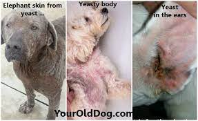 Since day one, i have noticed the skin on his neck had an. 15 Jazzy Ideas Dog Yeast Infection Yeast In Dogs Yeast Infection