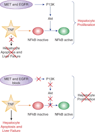 El se gsete cu ntrebrile: Liver Regeneration After Partial Hepatectomy The American Journal Of Pathology