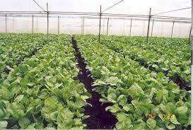 Kerajaan sarawak adalah pihak berkuasa yang memerintah sarawak, salah satu daripada 13 negeri malaysia, yang berpusat di kuching, ibu negeri. Laman Web Rasmi Jabatan Pertanian Sarawak