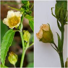 Image result for Sida acuta