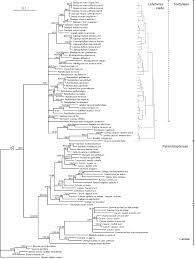 Image result for Lefebvrea grantii