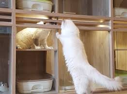 Maybe you would like to learn more about one of these? Wuhan Coronavirus Hotel Visitation Travel Advisory Assistance Nekoya Cat Daycare Boarding Hotel Singapore