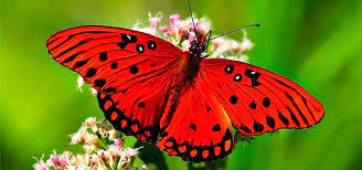 Significado De Las Mariposas Simbologia Mitos Y Suenos